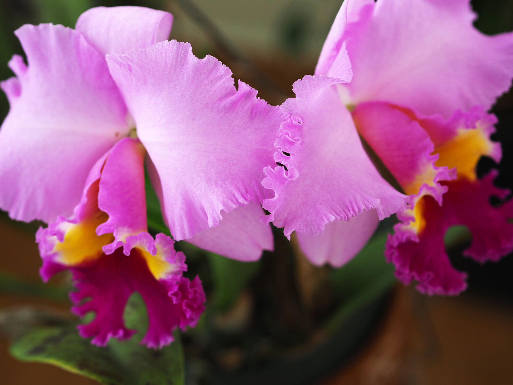 Cattleya - twin blooms2.JPG